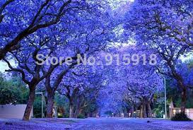 Compre Sementes De Arvores Flor Azul Roxo Jacaranda Mimosifolia Arbusto Arvore Frete Gratis De Big Box 80 62 Pt Dhgate Com