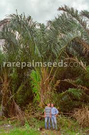 Raphia Taedigera Yolillo Palm Buy Seeds At Rarepalmseeds Com Rafia industrial se dedica a la fabricación de cinta y tejidos de polipropileno (pp) y polietileno alta densidad hdpe para diferente aplicaciones tanto en el sector agrícola como. raphia taedigera yolillo palm buy