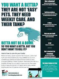 Pin By Nadroj On Betta Fish Betta Fish Care Betta Betta Fish