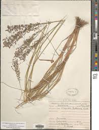 Image result for Eragrostis sclerantha