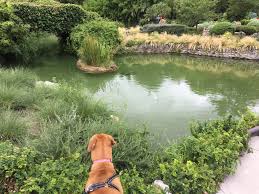 Maybe you would like to learn more about one of these? Japanese Tea Garden Is A Must Visit In San Antonio Pawsitively Adventurous