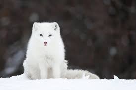 Tundra Biome Photos 10 Interesting Facts Learn More