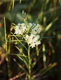 Image result for Asclepias graminifolia