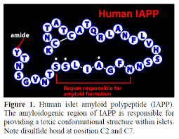 Type 2 Diabetes Mellitus As A Conformational Disease Insight Medical Publishing