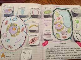 Animal And Plant Cells Organelles Read And Apply Ngss Ms Ls1 2 Biology Classroom Interactive Science Notebook Interactive Notebooks