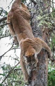 Aufgabe Ist Mit Einem Kuguar Illustrierte Die Kunstartisten Bzw 1 Kompanie D Goruntuler Ile Puma Buyuk Kediler Kaplanlar