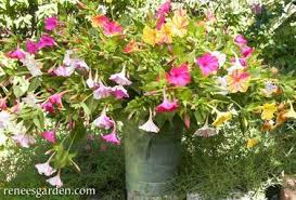 4 o'clock flowers in containers. Broken Colors Heirloom Four O Clocks Renee S Garden Seeds