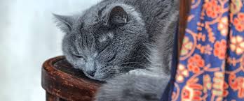 With our cats living longer, it is important to know the symptoms of dementia in cats so your cat's senior if you notice any behavior changes in your cat, it is important to take your cat to the vet to get a disorientation: Caring For Older Pets With Senility Animal Clinic Of Woodruff Spartanburg Sc