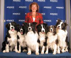 Steadfast Border Collies