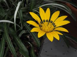 Image result for Gazania krebsiana