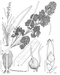 Image result for Cladium mariscus