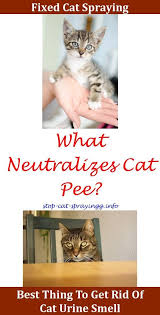 Cat Urine Hardwood Cat Pee On Carpet Baking Soda Cat Pee On Bed Dogs Cat Pooping In House Cat Pee Smell Removal Washing Machin With Images Cat Spray Cat Poop Cat
