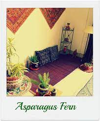 Design Decor Disha Grow Indoor Plants Like A Pro Indian Living Rooms Indie Room Decor Decor