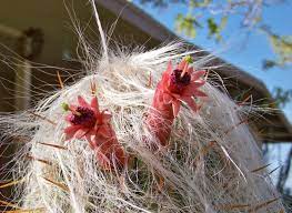 How much museums will you visit? Old Man Cactus Growing Tips For Cephaocereus Senilis