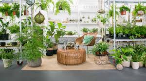 San pedro cactus contains the psychedelic compound mescaline, yet can also be grown to serve as a majestic and inspiring ornament. The Best Places To Buy Plants In Brisbane Concrete Playground Brisbane