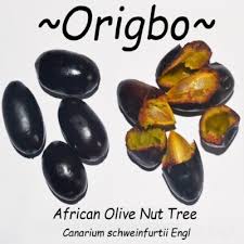 Image result for Kleinia schweinfurthii