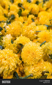 Whether you are decorating houses or making arrangements for a large wedding, alibaba.com has. Marigold Flowers Sale Image Photo Free Trial Bigstock