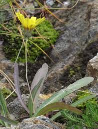 Image result for Tolpis