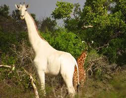 Image result for one of a kind animals