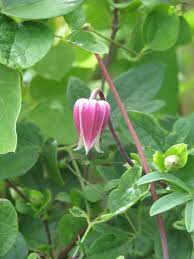 To protect plants, create a cylinder with hardware cloth (¼ inch or smaller mesh) and plant the clematis inside it. Clematis Viorna Leatherflower Northern Leatherflower Vasevine North Carolina Extension Gardener Plant Toolbox