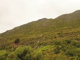 Image result for Searsia tomentosa