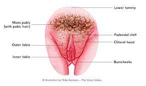 Both vaginas and sharks contain an organic lubricant called squalene, and it's found in shark livers, author derek vasconi reminds us. Anatomy Desktop The Vulva Gallery