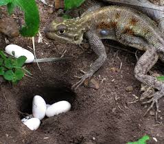 Introduction To Lizard Breeding | Infolific