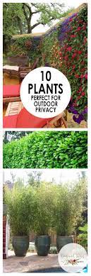 Match the privacy fence ideas with your garden theme. Outdoor Privacy Plants Landscaping Outdoor Living Beesandrosesblog Privacy Landscaping Outdoor Gardens Backyard Landscaping