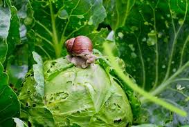 Limaces Et Escargots Comment Les Faire Fuir De Votre Jardin Debroussaillez