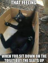 17 That Feeling When Memes To Make You Say Exactly Funny Cat Memes Cute Cat Memes When Memes