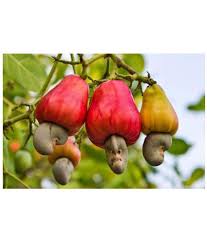 We did not find results for: Cashew Tree Seeds Cashew Nuts Apple Rare Tropical Cashew Fruit Plant Tree Seeds 5 Seeds Buy Cashew Tree Seeds Cashew Nuts Apple Rare Tropical Cashew Fruit Plant Tree Seeds 5 Seeds Online