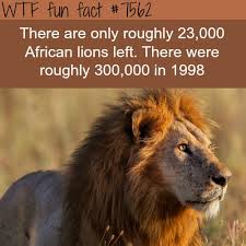 How Many African Lions Are There In The World Wtf Fun Facts Lion Facts Wtf Fun Facts Fun Facts