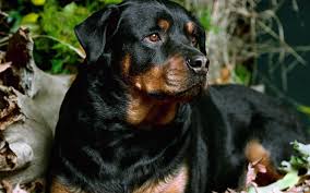 rottweiler wallpaper 64 pictures rottweiler wallpaper 64 pictures