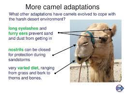 Camels store fat in their hump. Adaptation In Animals You Should Be Able To Describe How These Animals Are Adapted To Their Habitats Ppt Download