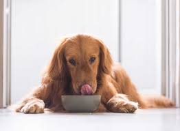 Jun 14, 2021 · a dog food which was meant to be trashed due to potential salmonella contamination ended up on store shelves and is now being recalled. This Popular Dog Food Is Being Recalled For Salmonella Eat This Not That