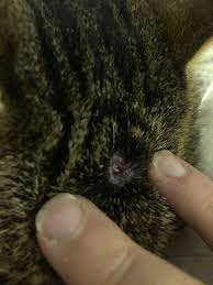 A cat or dog abscess from a bite causes a painful lump, fever and tiredness until the infection is cleared up. What Is This Hole On My Cat S Head Mumsnet