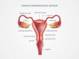 Image result for female sex organ
