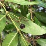 Image result for Kraussia floribunda