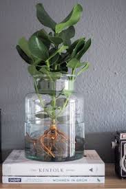 Water Plants Die Pflegeleichte Zimmerpflanze Alles Ber Den Neuen Trend Wie Du Eine Pflanze Im Glas Pflegs In 2020 Water Plants Plant Decor Easy Care Indoor Plants