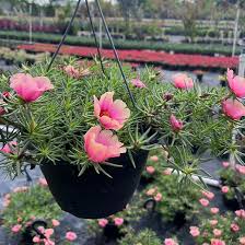 Image result for Portulaca
