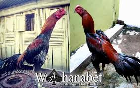 Maybe you would like to learn more about one of these? Primbon Ayam Aduan Menurut Warna Bulu Ide Perpaduan Warna