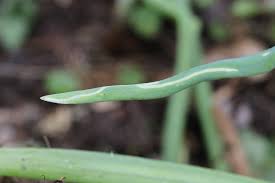 Image result for phytomyza gymnostoma