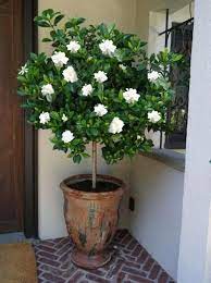 Double Blooming Gardenia Tree Gardenia Trees Patio Plants Potted Trees