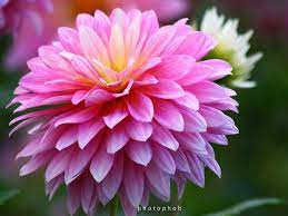 Pin On Flowers