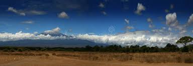 Image result for Disperis kilimanjarica