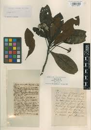 Image result for Balthasaria schliebenii