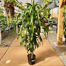 Image result for dracaena