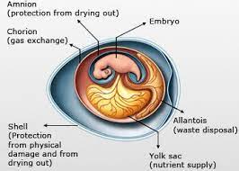 Reproduction And Development Personalized Learning Biology Development
