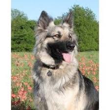 Puppy litters are born regularly, so the shiloh shepherd i am contributing to the growth of the shiloh shepherd population in the netherlands as i am an official breeder of the dog. Riverwind Shilohs Shiloh Shepherd Breeder In Wheatland Oklahoma Listing Id 16352 Shiloh Shepherd Dog Shiloh Shepherd Shiloh