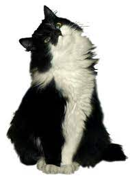 Chats Page 92 Animaux Aesthetique Personnages